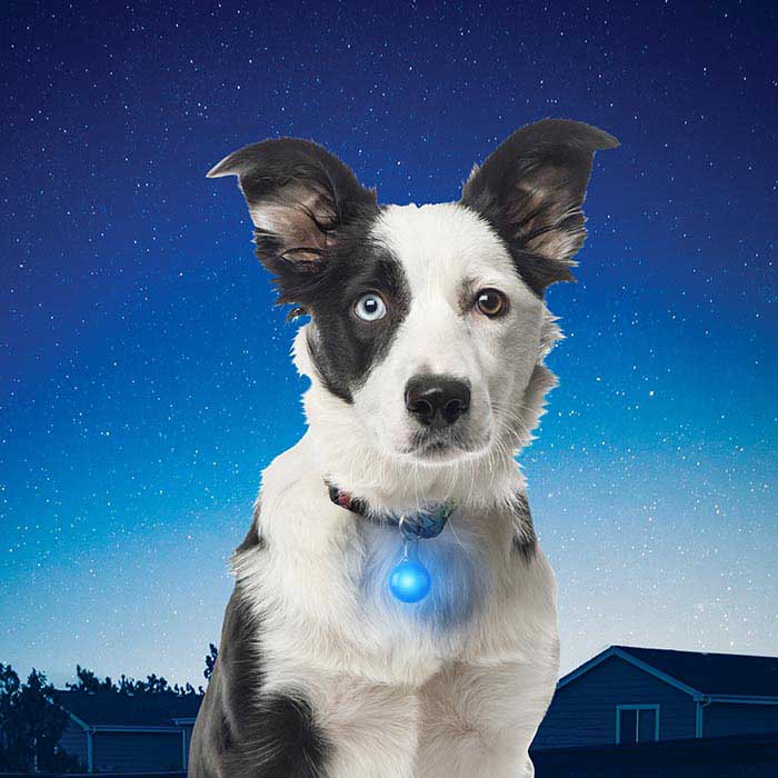 NiteIze SpotLit® Collar Light - Blue Plastic