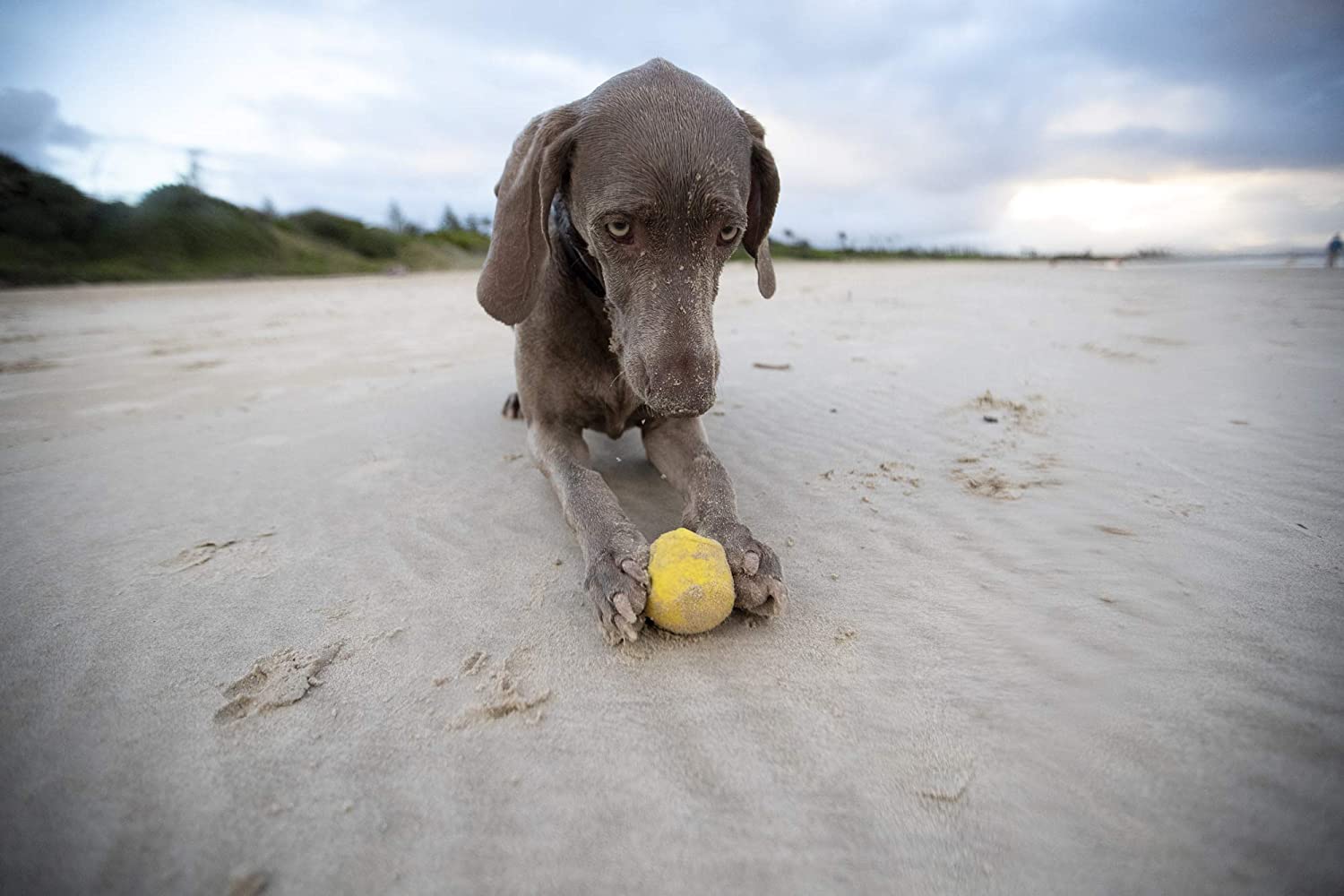 Waboba Fetch - Pet Products