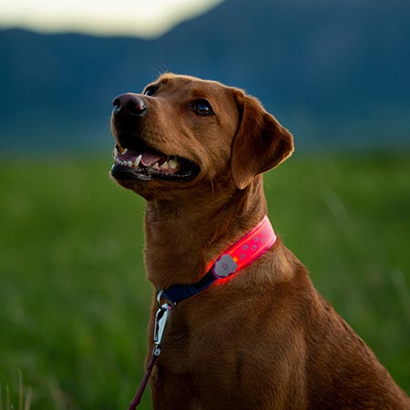 Niteize NiteDog® LED Collar Cover - Pink